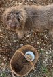 Visite truffière en dordogne recherche truffes du périgord