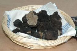 Truffe noire du périgord