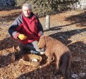 Visite truffière en dordogne recherche truffes du périgord