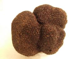 Acheter une truffe noire du périgord de la Truffière des Mérigots Périgord